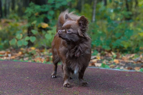 Kleine hond liggend op het gras — Stockfoto