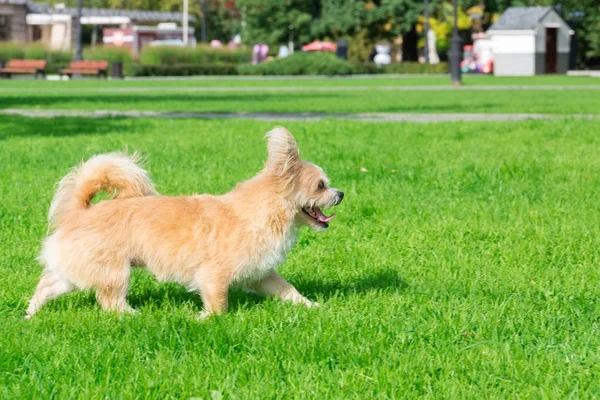 Küçük köpek çim üzerinde yalan — Stok fotoğraf