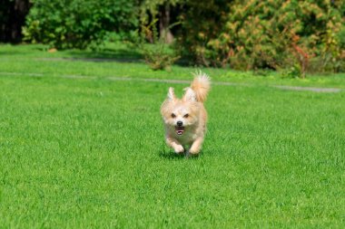 Küçük köpek çim üzerinde yalan