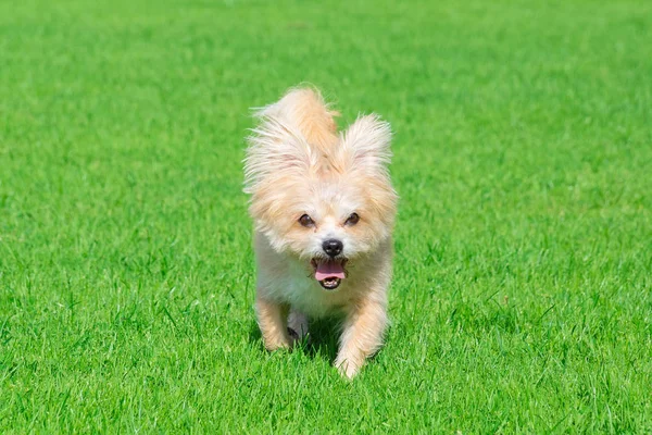 Küçük köpek çim üzerinde yalan