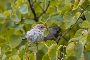 Leylak dalı üzerinde oturan serçe