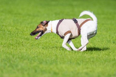 çimenlerin üzerinde çalışan köpek