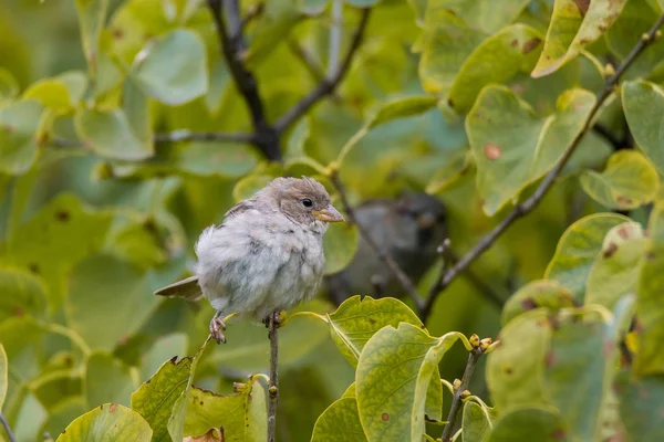 Leylak dalı üzerinde oturan serçe