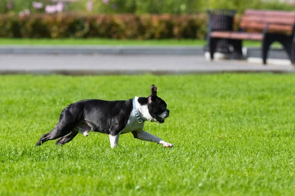 Bulldog joga na grama — Fotografia de Stock