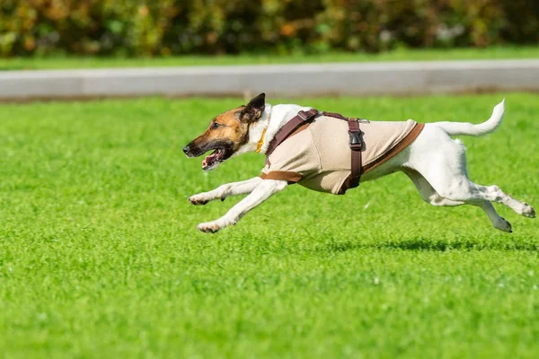 Kolejny pies na trawie — Zdjęcie stockowe