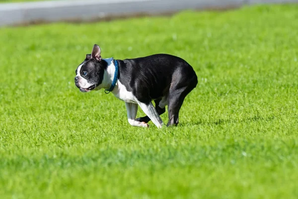 Bulldog gra się na trawie — Zdjęcie stockowe