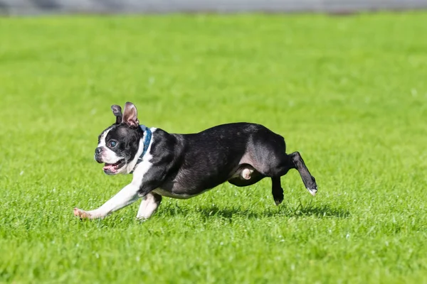 Bulldog gra się na trawie — Zdjęcie stockowe