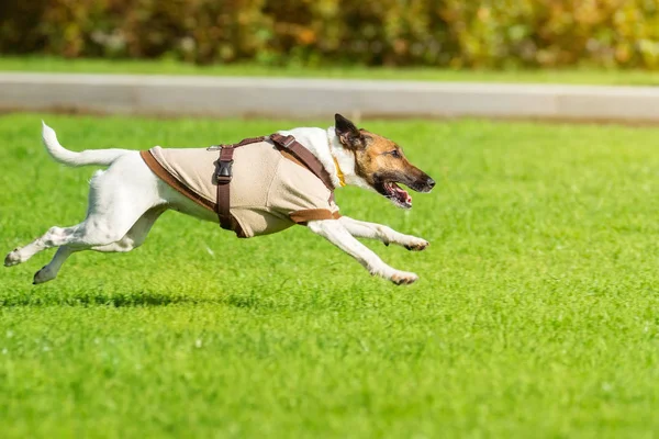 Running dog op gras — Stockfoto