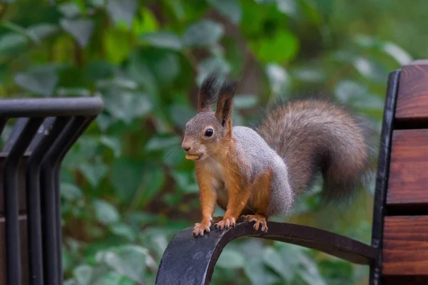 Squirrel on a branch — Stock Photo, Image