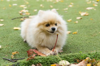 Küçük köpek çim üzerinde yalan