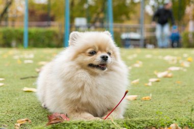 Küçük köpek çim üzerinde yalan