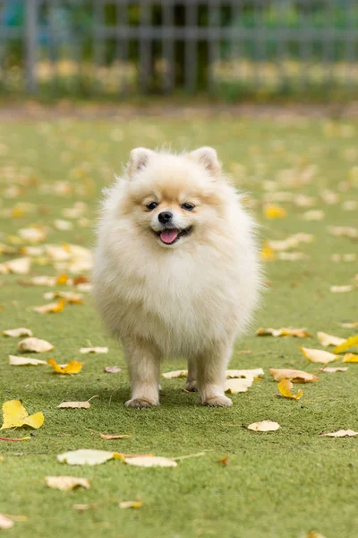 Kleine hond liggend op het gras — Stockfoto