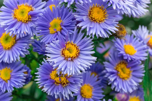 Fiori astri in giardino — Foto Stock