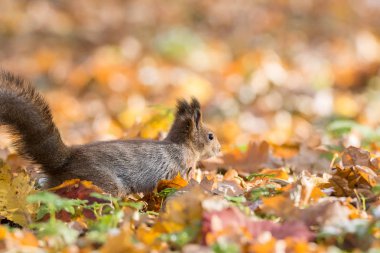 Kızıl sincap bir dalı Güz