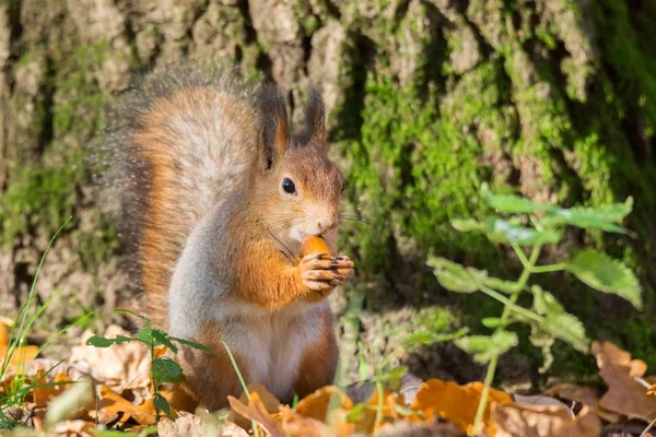 Esquilo vermelho em um ramo no outono — Fotografia de Stock
