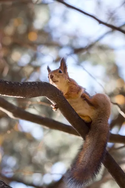 Red squirrel on a branch in autumn — Stock Photo, Image