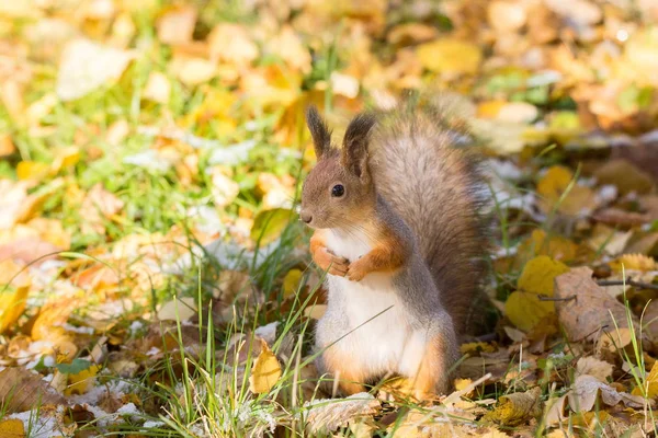 Esquilo vermelho em um ramo no outono — Fotografia de Stock