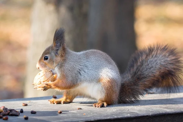 Rotes Eichhörnchen auf einem Ast im Herbst — Stockfoto