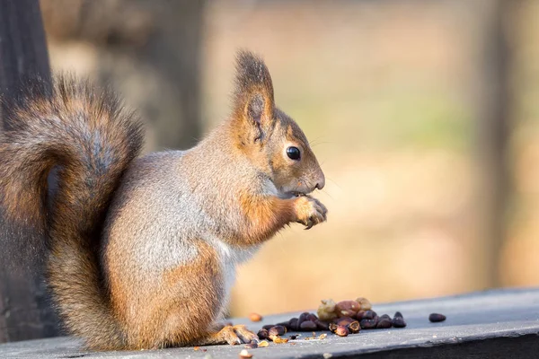 Egy ág őszi mókus — Stock Fotó
