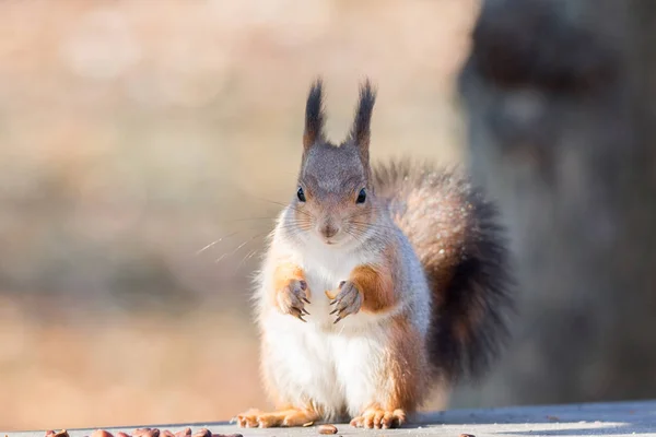 Egy ág őszi mókus — Stock Fotó