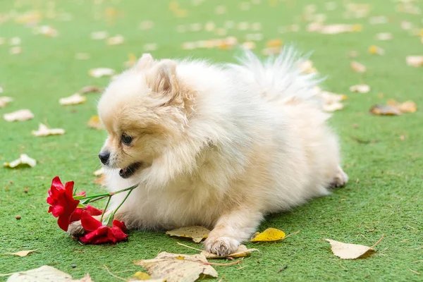 Küçük köpek çim üzerinde yalan