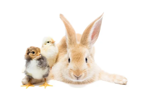 Conejo y pollo — Foto de Stock