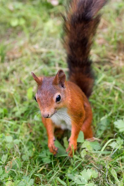 Squirrel on the grass — Stock Photo, Image