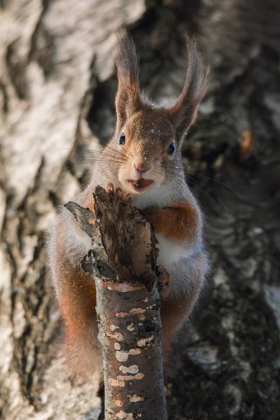 Kışın ağaçta sincap — Stok fotoğraf