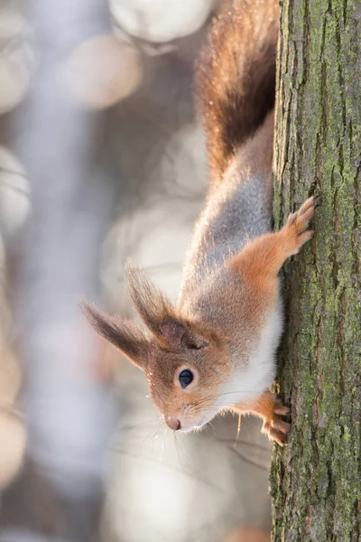 Ardilla en el árbol en invierno — Foto de Stock