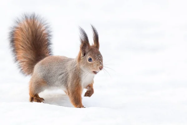 Eichhörnchen im Schnee — Stockfoto