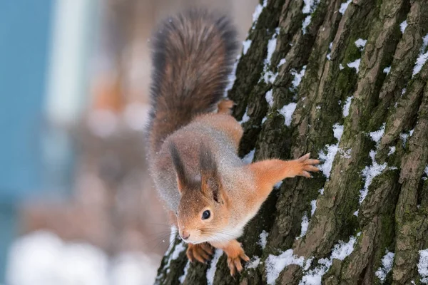 Ardilla en el árbol en invierno — Foto de Stock