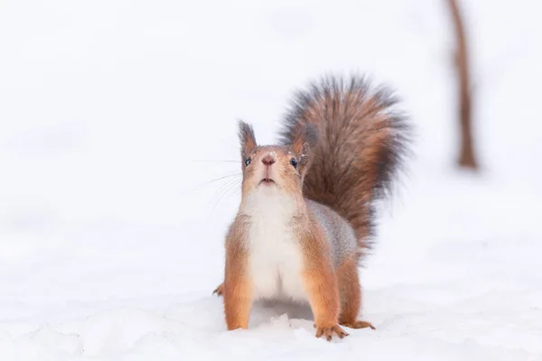 Écureuil dans la neige — Photo