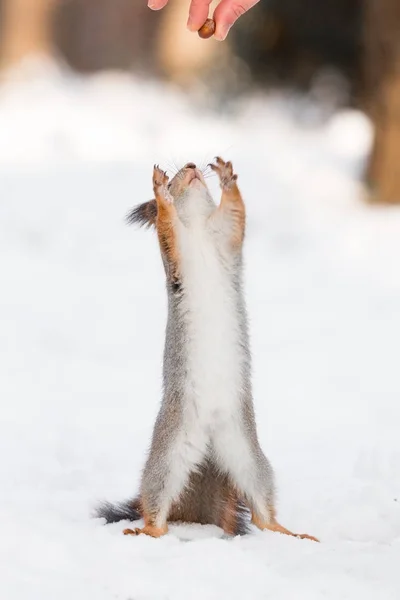 Eichhörnchen im Schnee — Stockfoto