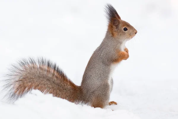 Écureuil dans la neige — Photo