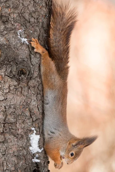 Ardilla en el árbol en invierno — Foto de Stock