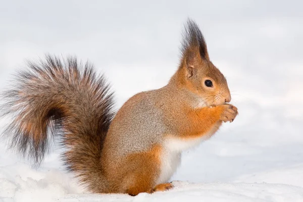 Écureuil dans la neige — Photo
