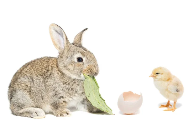 Conejito y pollo — Foto de Stock