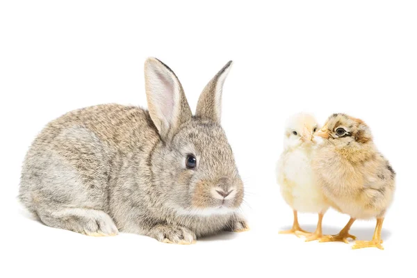 Conejito y pollo — Foto de Stock