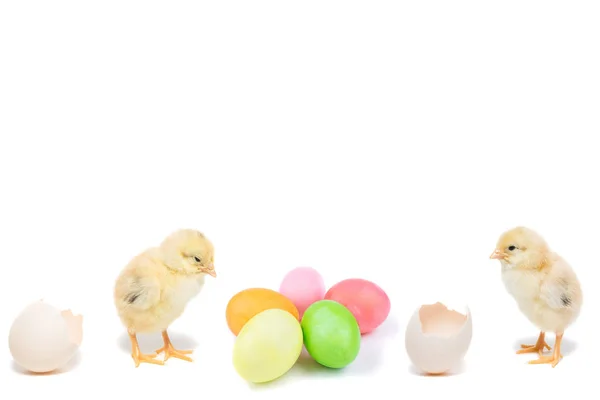 Pollito de Pascua y huevos pintados — Foto de Stock