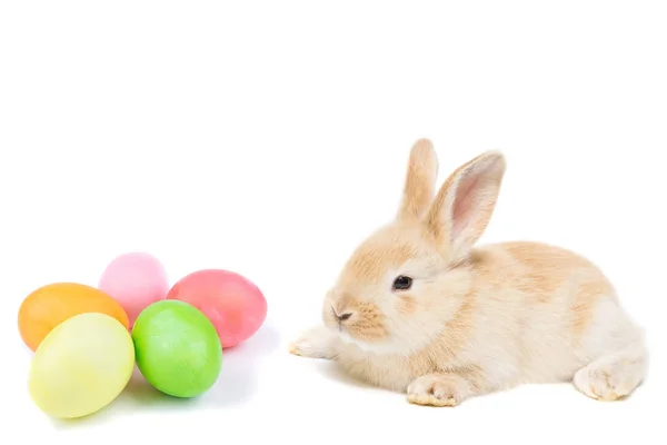 Conejo de Pascua y huevos pintados — Foto de Stock