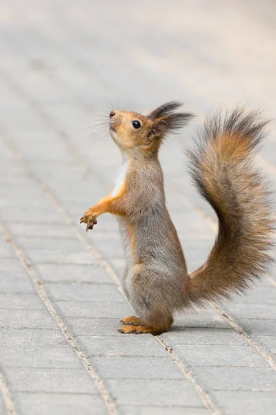Rotes Eichhörnchen auf einem Ast im Herbst — Stockfoto