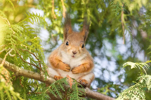 Red squirrel on a tree — Stock Photo, Image