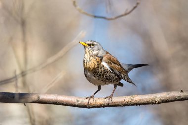 Turdus pilaris dal