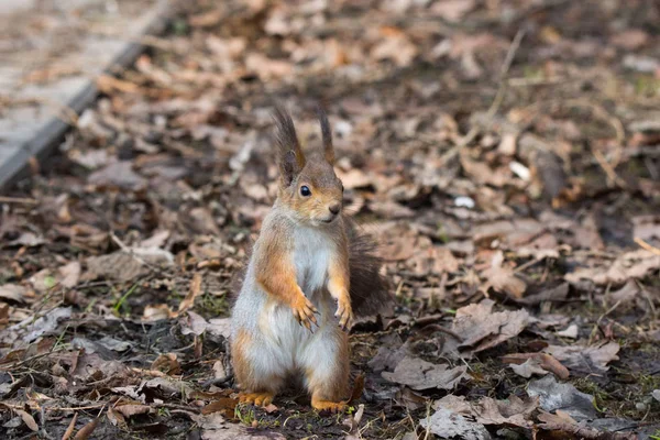 Red squirrel on a tree — Stock Photo, Image