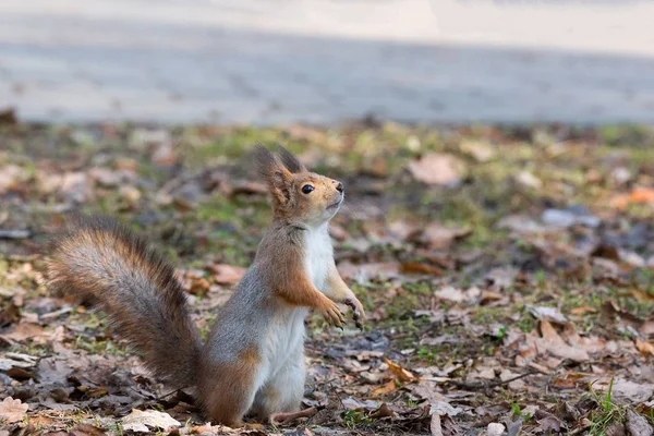 Red squirrel on a tree — Stock Photo, Image