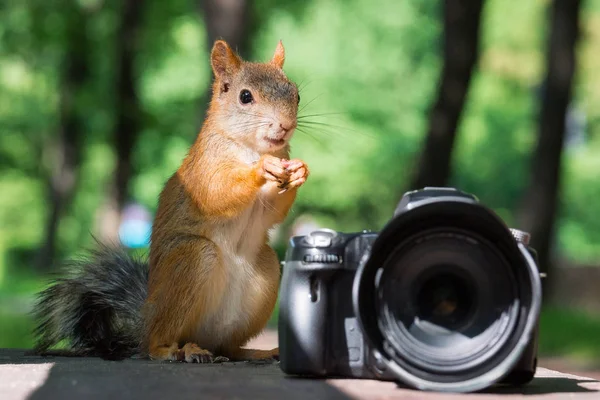 Esquilo e câmera — Fotografia de Stock