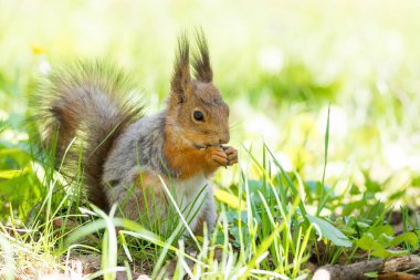 Ağaçtaki kırmızı sincap