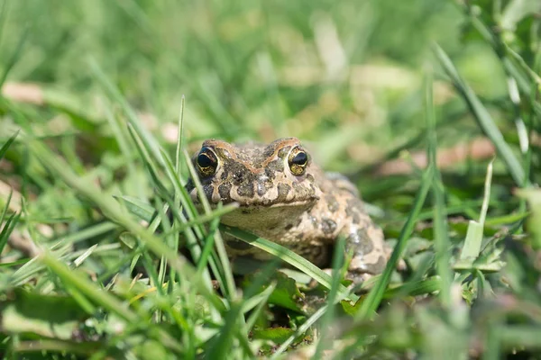 A toad a fűben — Stock Fotó