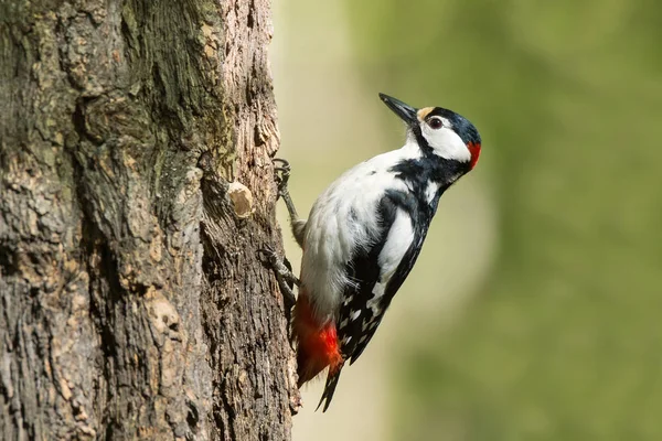 Woodpecker on a tree — Stock Photo, Image