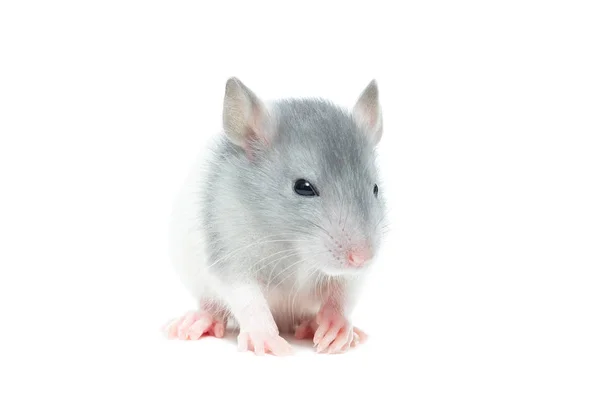 Rat op witte achtergrond — Stockfoto